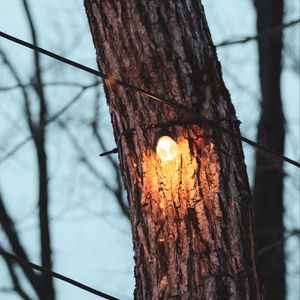 Превью обои дерево, лампочка, свет, свечение, освещение