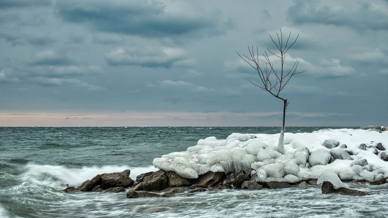 Обои дерево, лед, море, камни