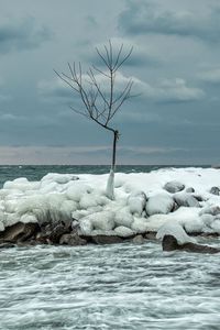 Превью обои дерево, лед, море, камни