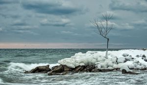 Превью обои дерево, лед, море, камни
