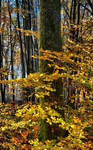 Превью обои дерево, лес, осень, листва