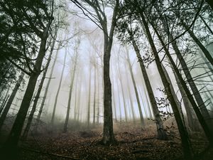 Превью обои дерево, лес, туман, стволы