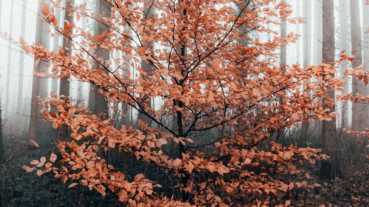 Обои дерево, лес, туман, осень