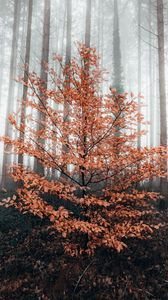Превью обои дерево, лес, туман, осень
