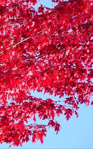 Превью обои дерево, листья, красный, осень