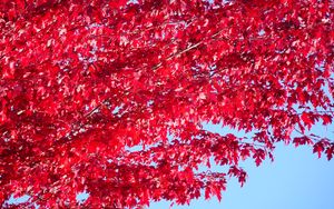 Превью обои дерево, листья, красный, осень
