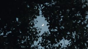 Превью обои дерево, листья, небо, луна, сумерки, темный