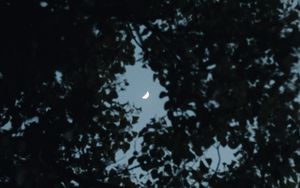 Превью обои дерево, листья, небо, луна, сумерки, темный
