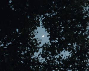 Превью обои дерево, листья, небо, луна, сумерки, темный