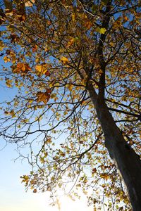 Превью обои дерево, листья, небо, осень