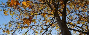 Превью обои дерево, листья, небо, осень