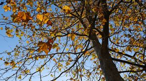 Превью обои дерево, листья, небо, осень