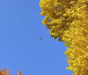 Превью обои дерево, листья, осень, небо