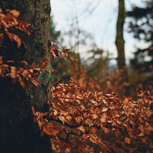 Превью обои дерево, листья, осень, ветки, природа