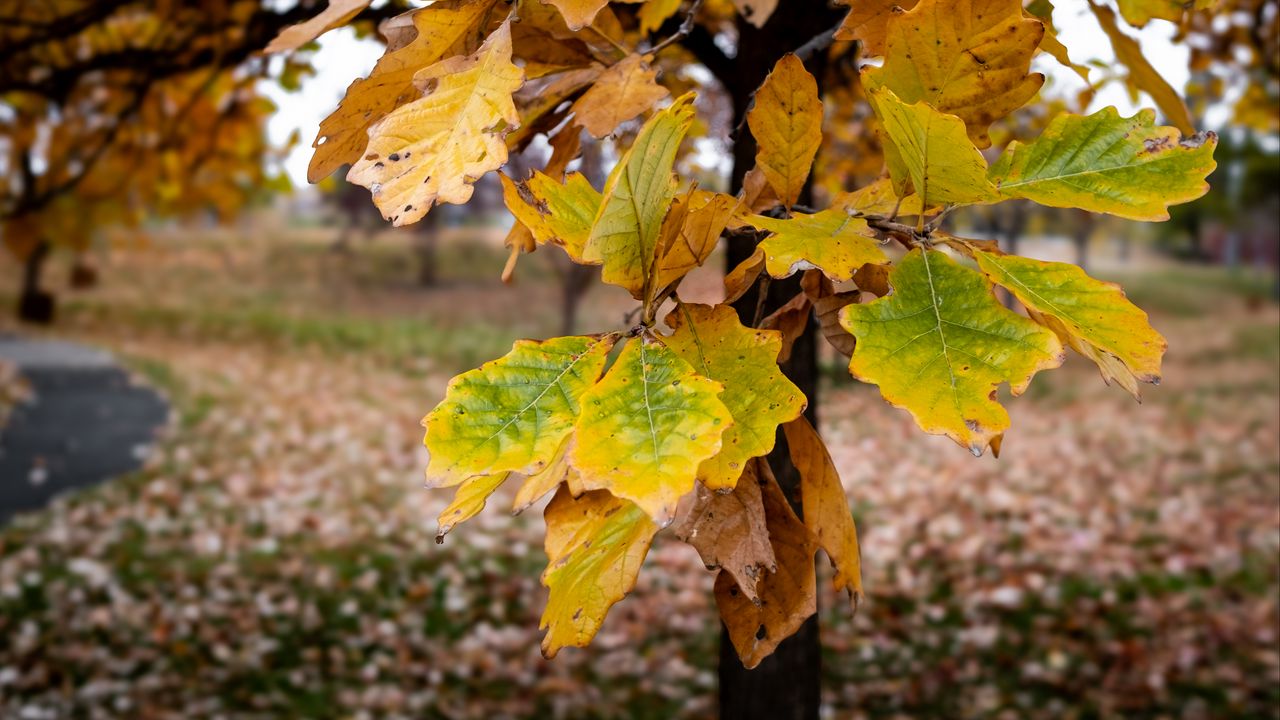 Обои дерево, листья, осень, лес, природа