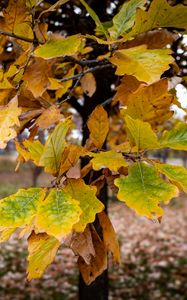 Превью обои дерево, листья, осень, лес, природа