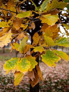 Превью обои дерево, листья, осень, лес, природа