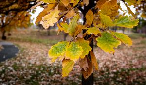Превью обои дерево, листья, осень, лес, природа