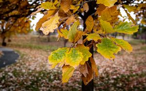 Превью обои дерево, листья, осень, лес, природа
