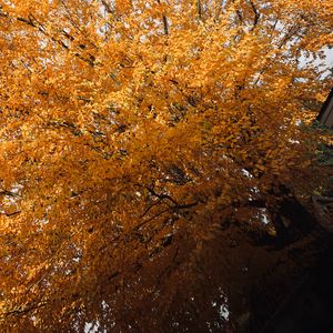 Превью обои дерево, листья, осень, природа