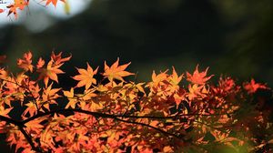 Превью обои дерево, листья, осень