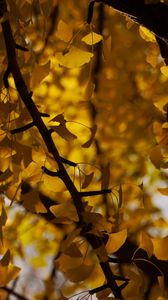 Превью обои дерево, листья, ветки, желтый, осень, размытие
