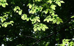 Превью обои дерево, листья, ветки, макро, зеленый