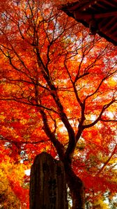 Превью обои дерево, листья, ветки, осень