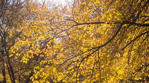 Превью обои дерево, листья, ветки, желтый, осень