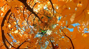 Превью обои дерево, листья, воронка, иллюзия, осень