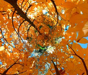 Превью обои дерево, листья, воронка, иллюзия, осень