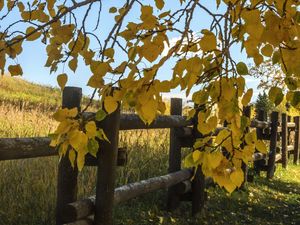 Превью обои дерево, листья, забор, поле, осень, пейзаж