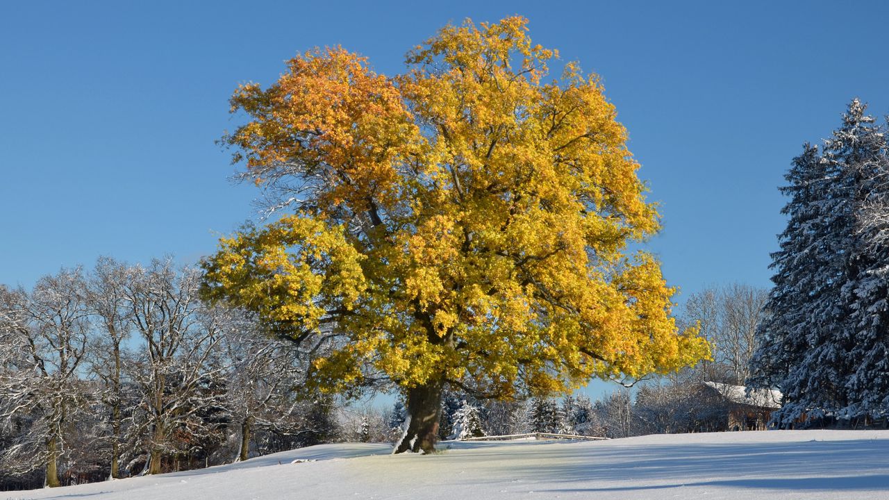 Обои дерево, листья, желтые, зима, покров, снег