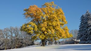 Превью обои дерево, листья, желтые, зима, покров, снег