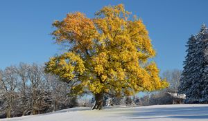 Превью обои дерево, листья, желтые, зима, покров, снег