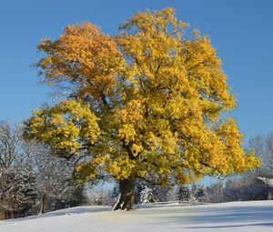 Превью обои дерево, листья, желтые, зима, покров, снег