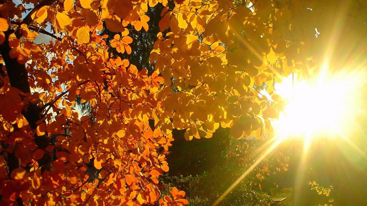 Обои дерево, листья, желтые, осень, солнце, лучи, свет, блики