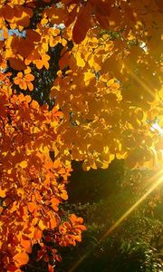 Превью обои дерево, листья, желтые, осень, солнце, лучи, свет, блики