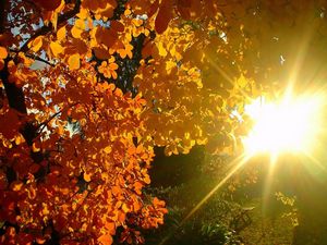 Превью обои дерево, листья, желтые, осень, солнце, лучи, свет, блики