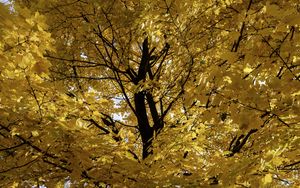 Превью обои дерево, листья, желтый, осень