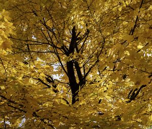Превью обои дерево, листья, желтый, осень