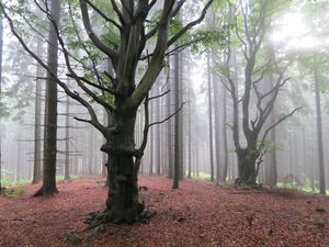 Превью обои дерево, листва, осень