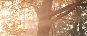 Превью обои дерево, лучи, ветки, листья