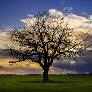 Превью обои дерево, луг, трава, свет, пейзаж, природа