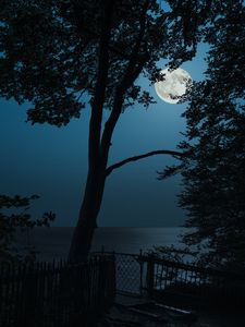 Превью обои дерево, луна, море, вид, ночь