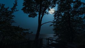 Превью обои дерево, луна, море, вид, ночь