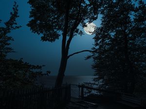 Превью обои дерево, луна, море, вид, ночь