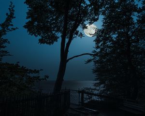 Превью обои дерево, луна, море, вид, ночь