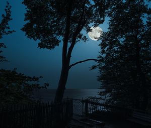 Превью обои дерево, луна, море, вид, ночь