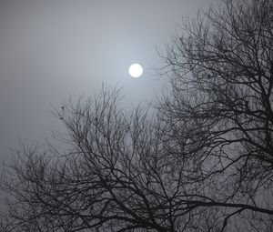 Превью обои дерево, луна, ночь, лунный свет, темный